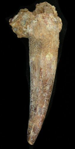 Bargain Spinosaurus Tooth - Composite Tooth #40086